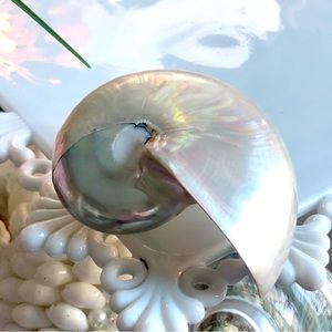 New! Last one! Natural Polished White Nautilus Seashell Barrett
